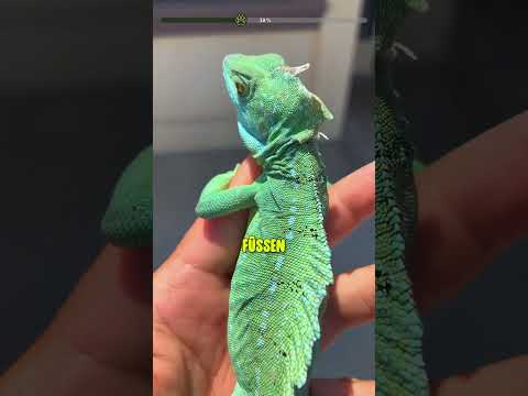 5 Kreaturen, die Physik ignorieren, Nr. 1 kocht Ozean #Tiere