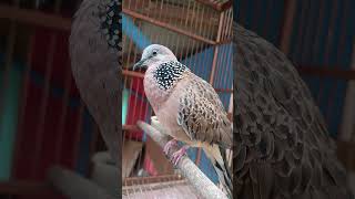 Download lagu TIKUKUR ASLI ALAM GACOR MERDU BIKIN BURUNG LAIN TERPIKAT #tekukur #derkuku #shorts #shortvideo mp3