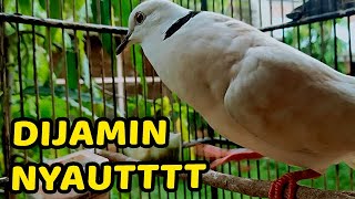 Download lagu SUARA BURUNG PUTER PELUNG COKLAT GACOR DOR SUARA BIKIN MERINDING PUTER LAIN mp3 Download lagu SUARA BURUNG PUTER PELUNG COKLAT GACOR DOR SUARA BIKIN MERINDING PUTER LAIN mp3