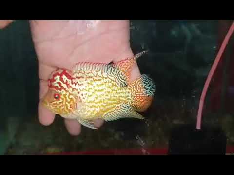 No.1 FD male for sale each or take all 10 items