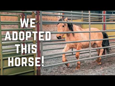 This Beautiful Wild Horse Is Coming Home! Mustang Pick Up Day