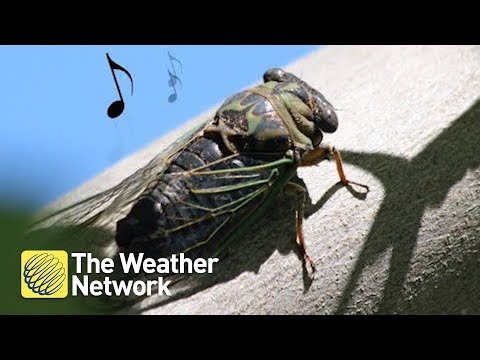 Cicadas: Why do they make the sound they do?