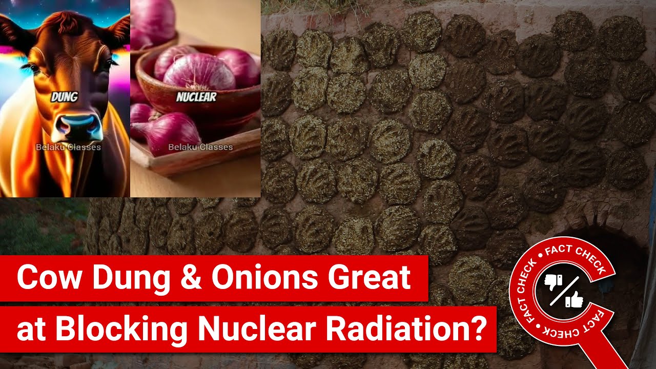 Does cow dung absorb radiation? Tipseri