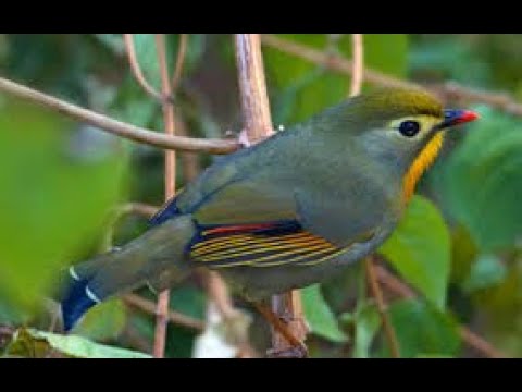 Canto do pássaro Rouxinol Do Japão