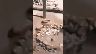 Download lagu Monyet loncat indah#shorts mp3