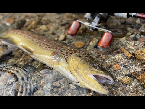 BFS Lure Fishing at Pleasant Valley Reservoir