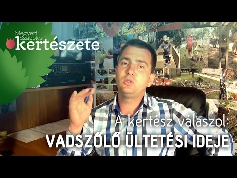 A kertész válaszol: Vadszőlő ültetési ideje - Mikor ültessük ki a Vadszőlőt?
