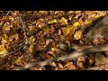 Smooth Snake Coronella Austriaca Agressive Behaviour Norway 13th October 2020
