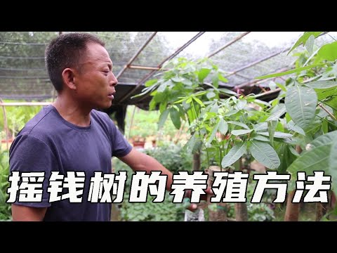 搖錢樹