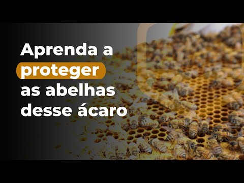 , title : 'CONHECENDO DOENÇAS Varroa destructor | Armindo Vieira - Cia da Abelha'