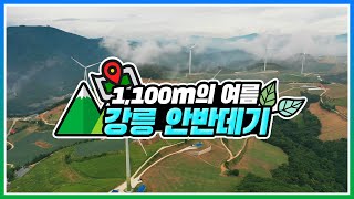 [#온택트 숲여행] 1,100m에서 즐기는 여름! 강릉 안반데기