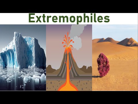 Extremophiles: Microscopic Survivors Living on the Edge