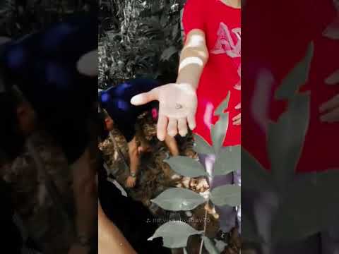 San Martin (Meta) El Merey. llanos Orientales. j.v.@🦇