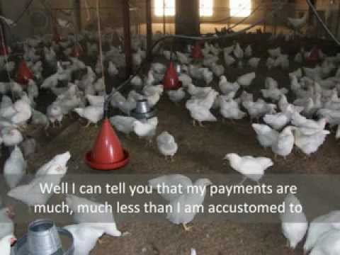 download lagu mp3 mp4 Arawak Chicken Trinidad, download lagu Arawak Chicken Trinidad gratis, unduh video klip Arawak Chicken Trinidad