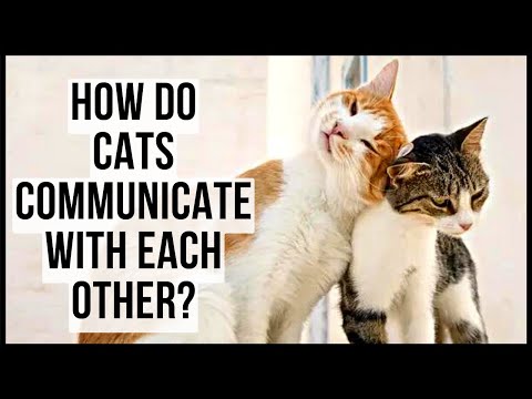 How Do Cats Communicate With Each Other?