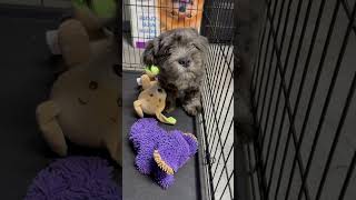 Video preview image #1 French Bulldog Puppy For Sale in Boca Raton, FL, USA