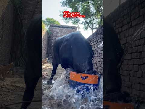 Top Murrah Bull Shera