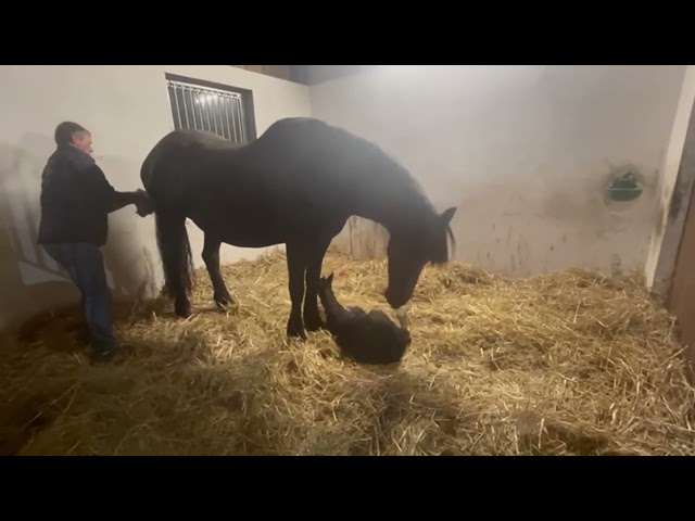 POULAIN FRISON ELOY 1 AN