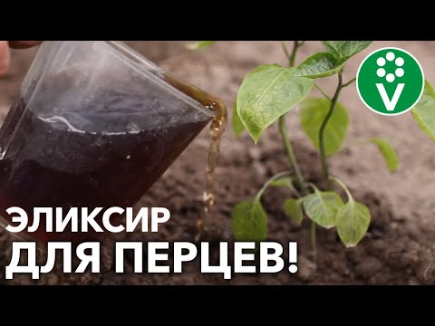 ЧУДО-СРЕДСТВО ДЛЯ ПОДКОРМКИ ПЕРЦЕВ! Компоненты легкодоступны, а результат потрясающий!