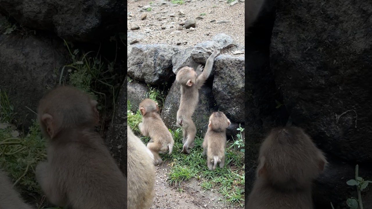 3匹のかわいい猿の赤ちゃん Three cute baby monkeys