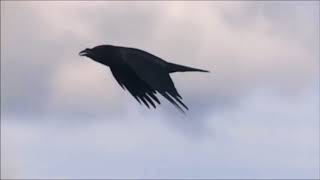 The Bard&#39;s Song ~ In The Forest ~ Blind Guardian { Lyrics   }HD