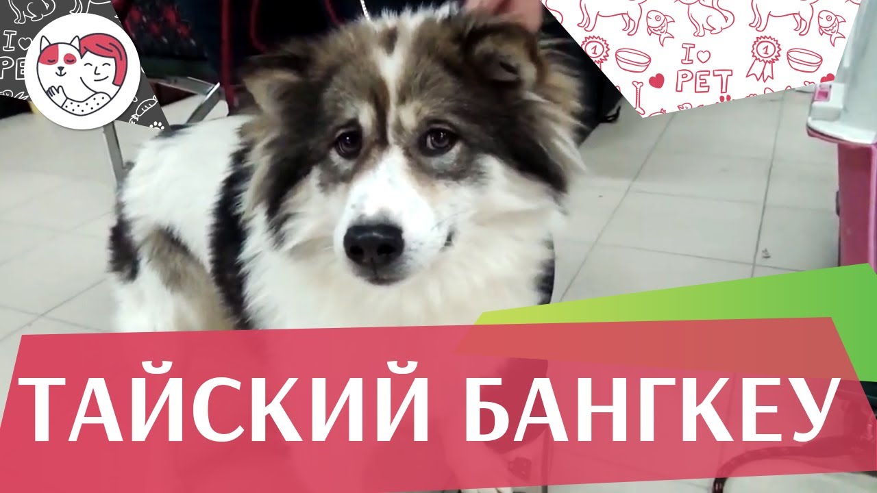 Тайский бангкеу на ilikepet. Особенности породы, уход