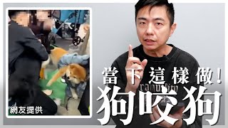 Re: [問卦] 碰到比特犬撲上來 要反擊哪裡才能制止它？