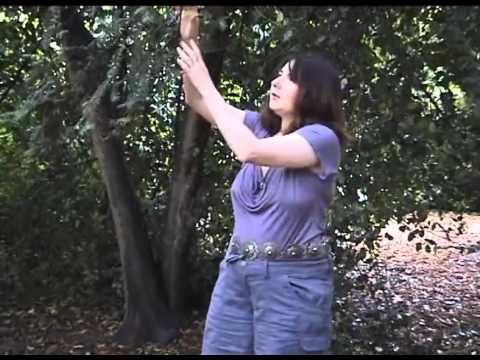 How the Yew tree got its berries