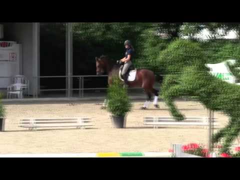 Dreijähriger Wallach Rockwell x Ferragamo