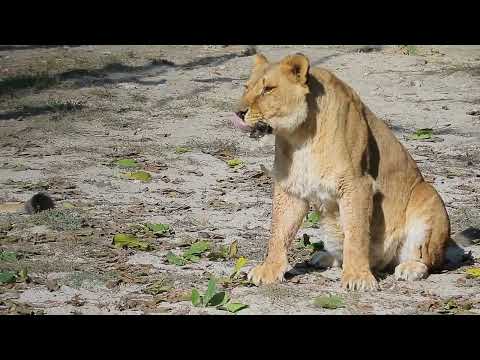 Amazing, Wildlife of Botswana - 8K Nature Documentary Film with Relaxing music
