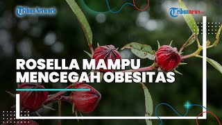 Selain Dapat Menurunkan Kolesterol Jahat Dalam Tubuh, Bunga Rosella Mampu Mencegah Obesitas
