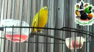 Download lagu Pleci Flavus Full Tembakan mp3