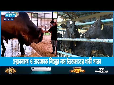 উন্নত জাতের গরু পালন, ঘাস চাষ বৃদ্ধি ট্রাকে চাঁদাবাজি কমানো গেলে মাংসের দাম কমবে | ETV News