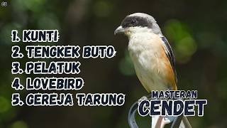Download lagu MASTERAN CENDET MATERI  KUNTI,  TENGKEK BUTO, PELATUK,  lOVEBIRD, GEREJA TARUNG|| Atasi Cendet Drop mp3