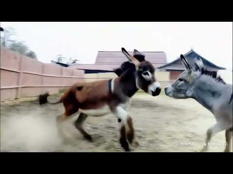 Donkeys#ghadha #donkey #fypviralシ #trending #foryou #viraldonkey #happypets #youtubeshorts