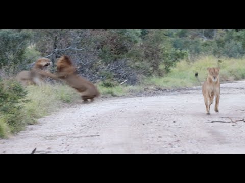 Big Male Lions Battle Over a Lioness