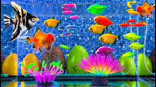 Colorful glofish tetra, betta fish surprise, snake, angelfish, goldfish, koi, catfish, cichlid