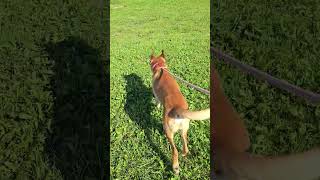 Video preview image #1 Siberian Husky-Unknown Mix Puppy For Sale in Estherville, IA, USA