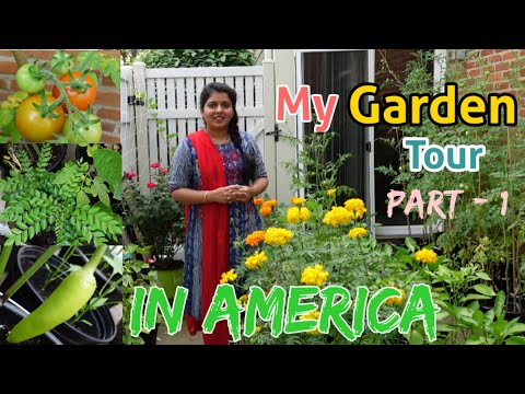 My #Gardentour in USA|ఈ చిన్న గార్డెన్లో ఎన్ని రకాల కూరగాయలు,పండ్లు,పూలు పెంచానో చూడండి|Rekha vlogs