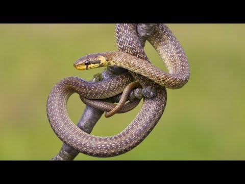 Threatened with extinction: British teenagers save reptiles and amphibians