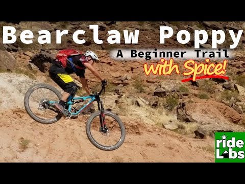 Bearclaw Poppy