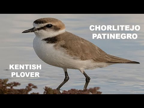 CHORLITEJO PATINEGRO | KENTISH PLOVER | Charadrius alex