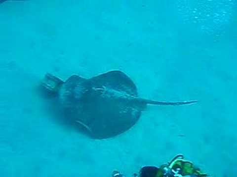 Artificial Reef, Artificial Reef,Spanien