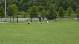 preview picture of video 'DogVacay Winter Haven: Freckles Fetches Frisbee at Dog Park'