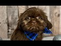 Shih Tzu dogs for sale: Hazel - Video 1