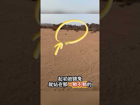 被丟下後，牠哭著跑回來了