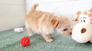 ハーフ犬の動画01