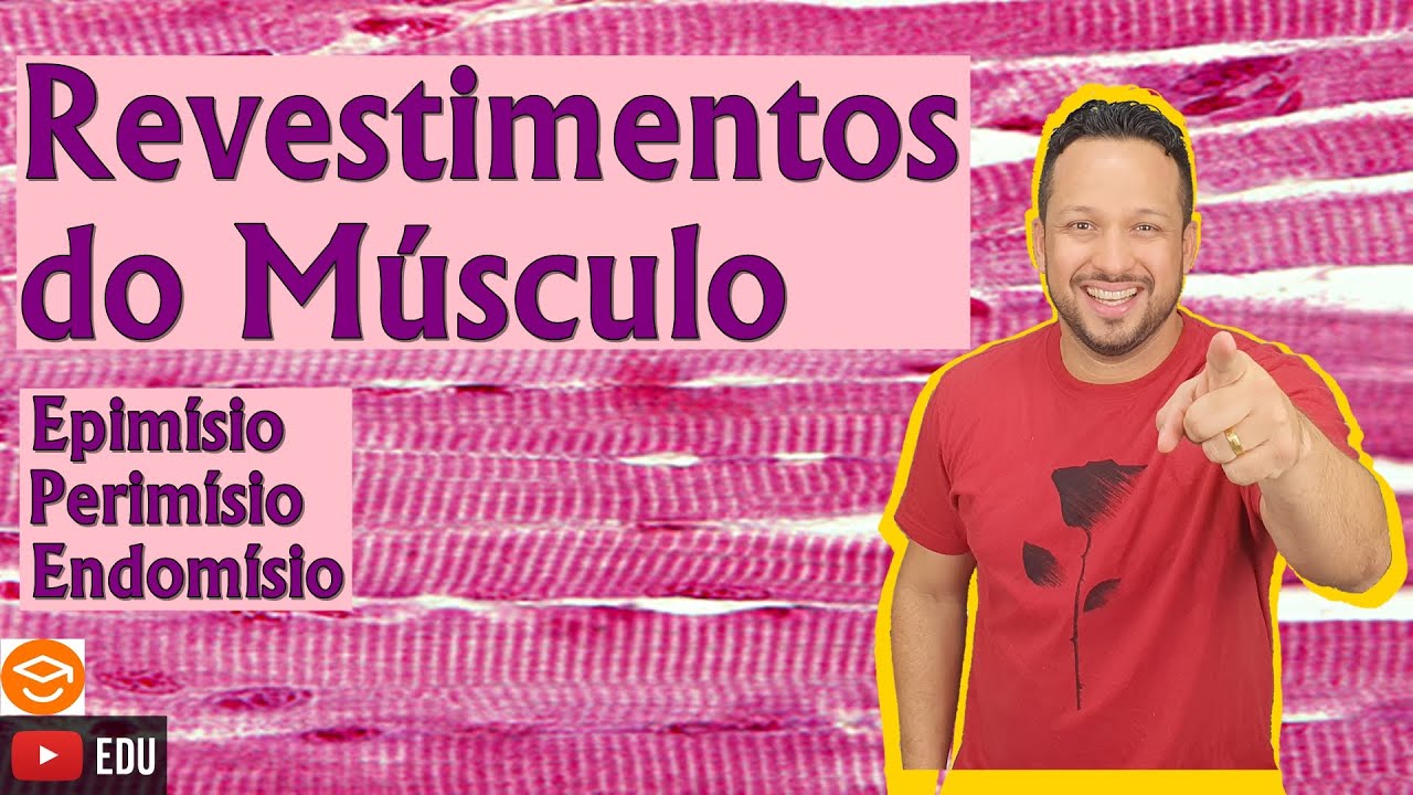 Revetimentos do Músculo - Epimísio, Perimísio e Endomísio - Tecido Muscular - Histologia Animal