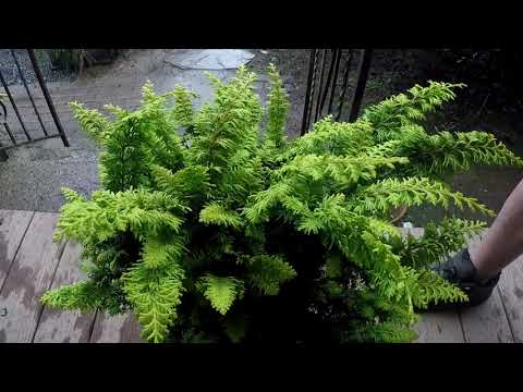 #TreeTipTuesday - Chamaecyparis obtusa 'Fernspray Gold'