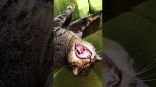 あくび猫 Yawning cat